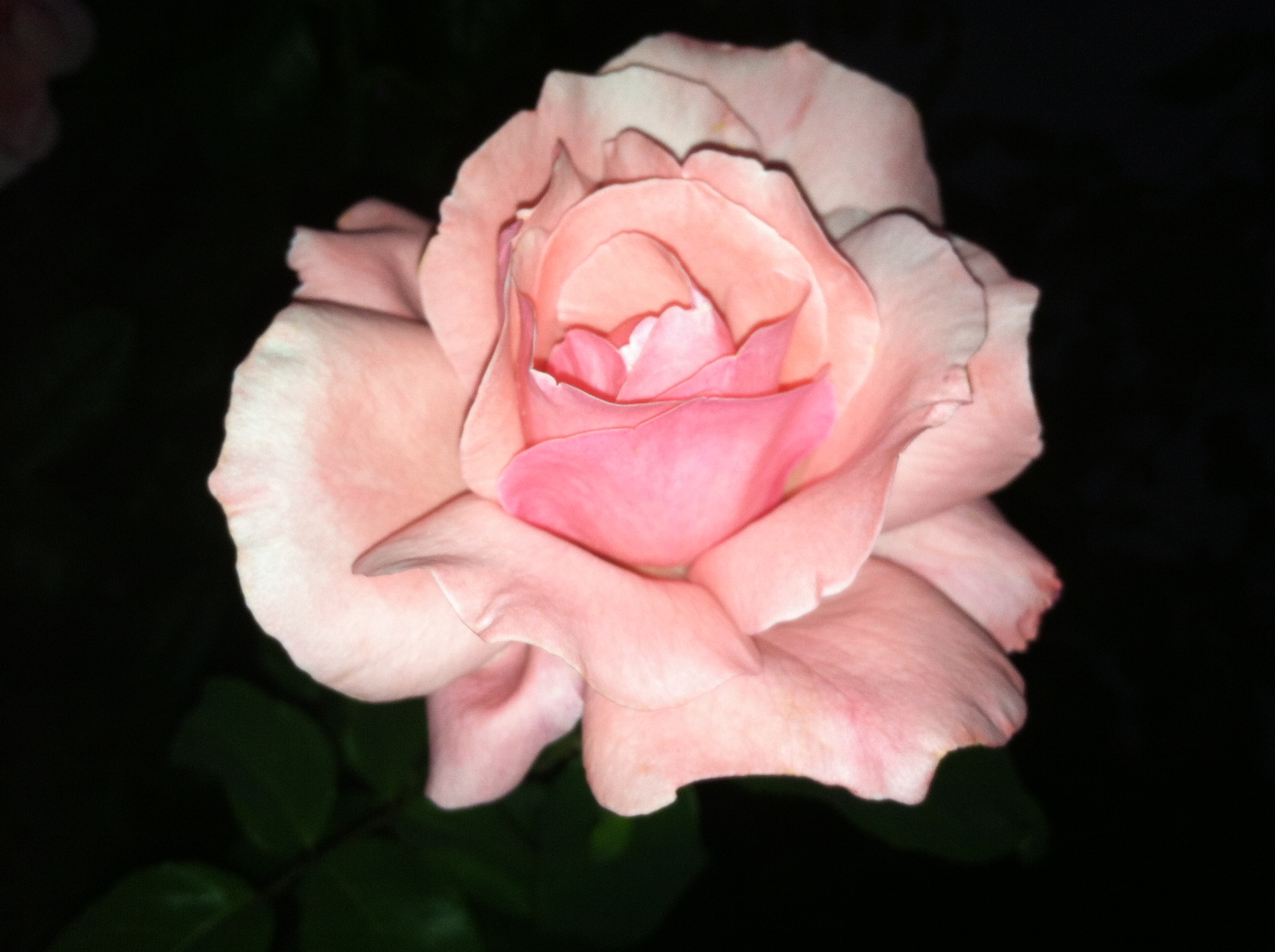 Pink Beloved (Rose)